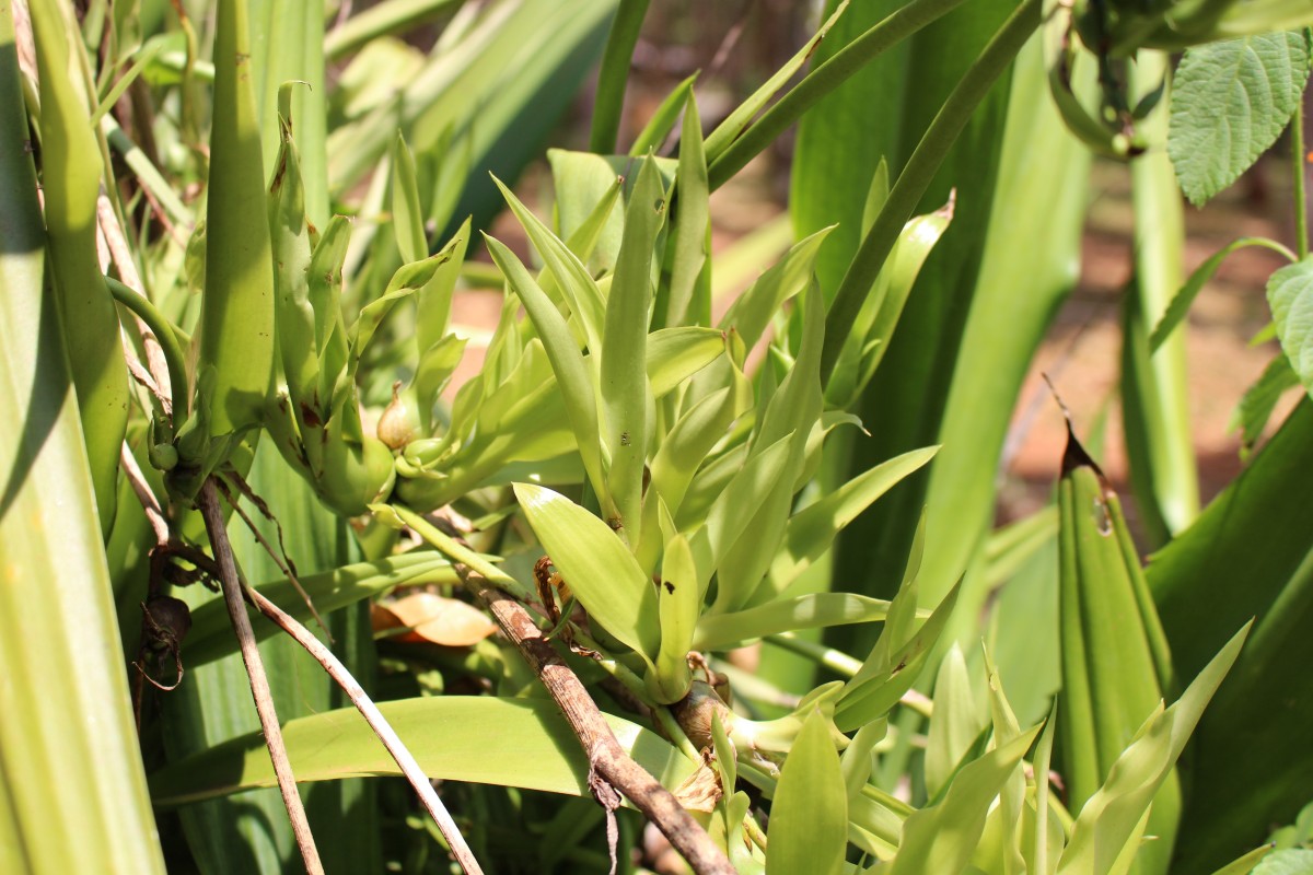 Furcraea foetida (L.) Haw.